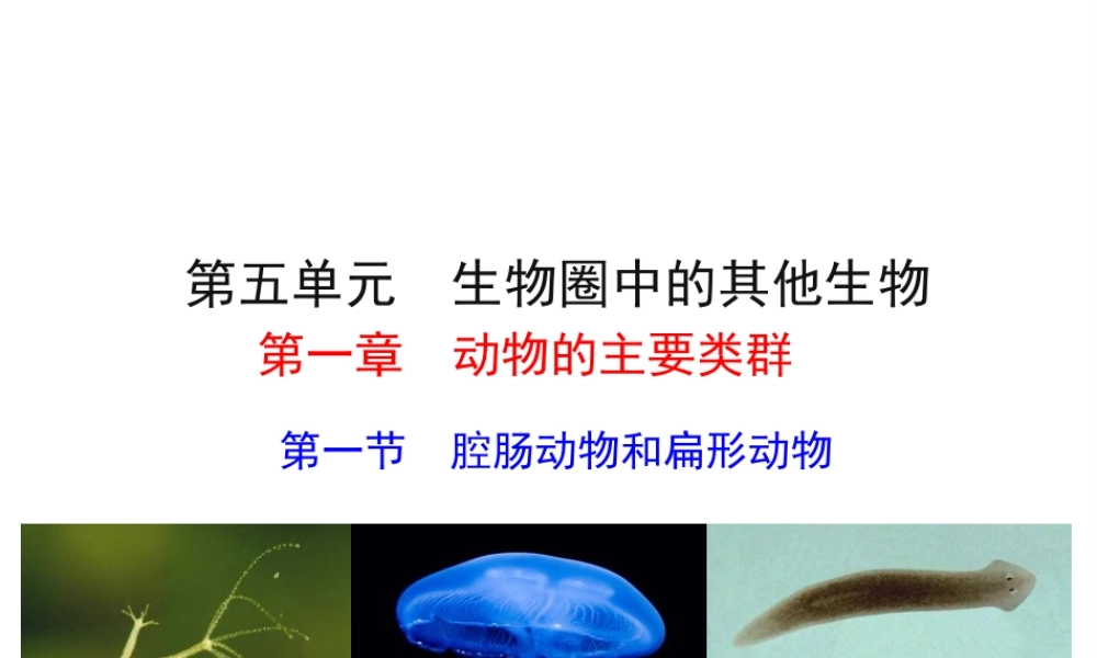 【世纪金榜】八年级生物上册 情境互动课型 5.1.1 腔肠动物和扁形动物课件 （新版）新人教版