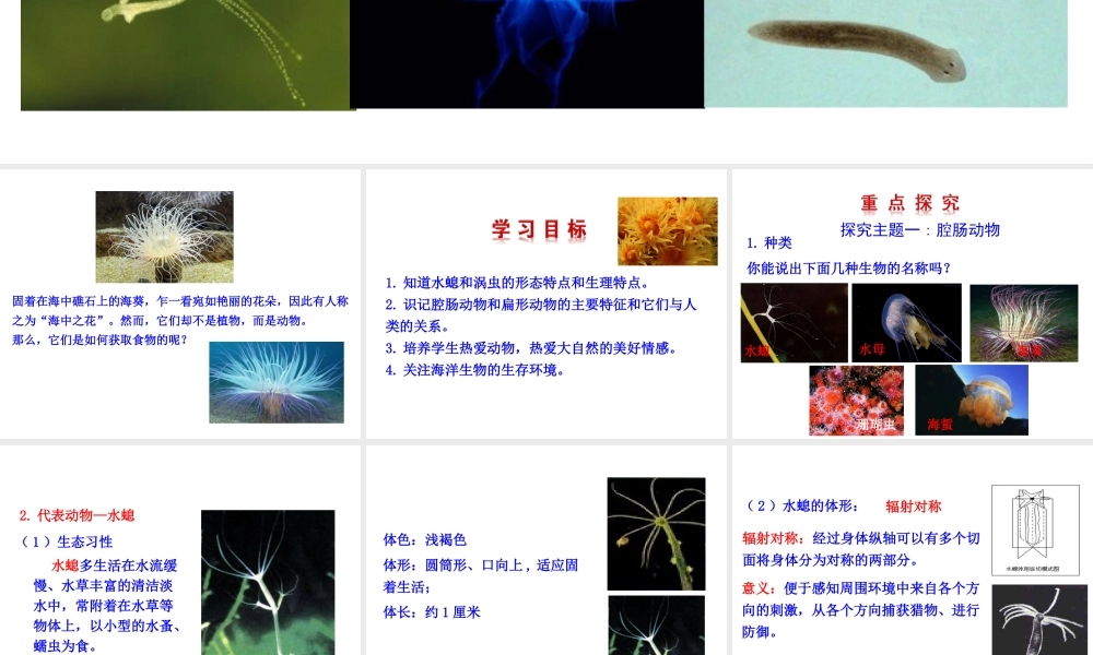 【世纪金榜】八年级生物上册 情境互动课型 5.1.1 腔肠动物和扁形动物课件 （新版）新人教版