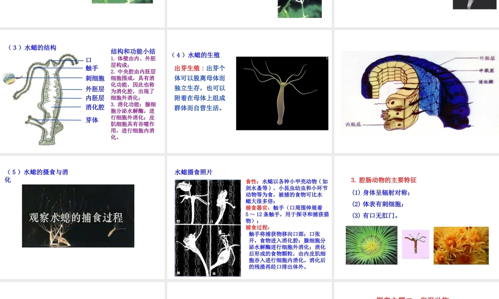 【世纪金榜】八年级生物上册 情境互动课型 5.1.1 腔肠动物和扁形动物课件 （新版）新人教版