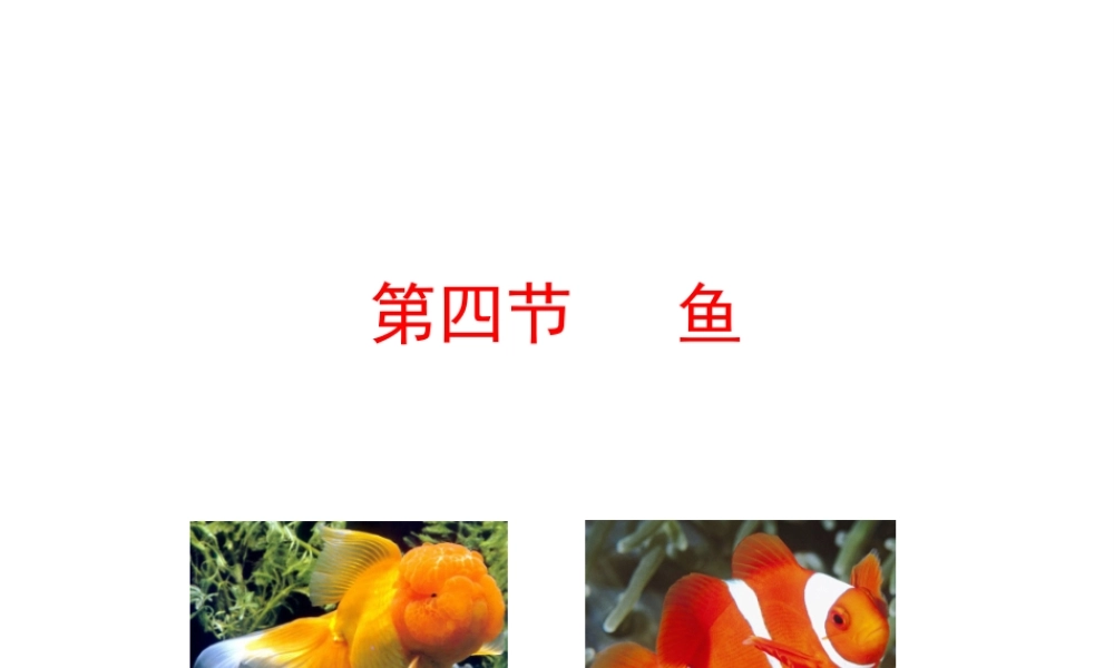 【世纪金榜】八年级生物上册 情境互动课型 5.1.4 鱼课件 （新版）新人教版