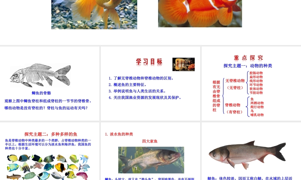 【世纪金榜】八年级生物上册 情境互动课型 5.1.4 鱼课件 （新版）新人教版