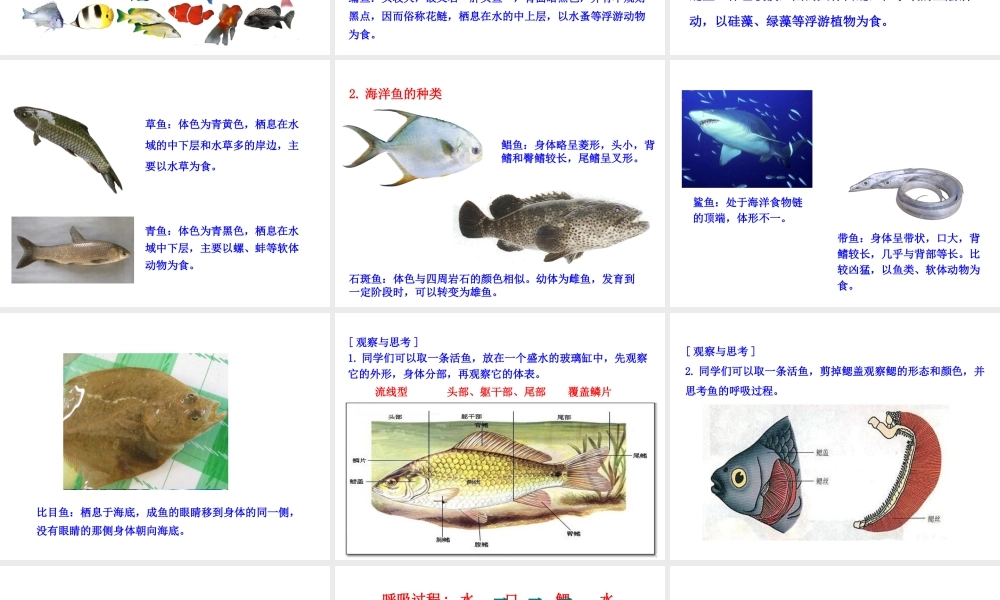 【世纪金榜】八年级生物上册 情境互动课型 5.1.4 鱼课件 （新版）新人教版
