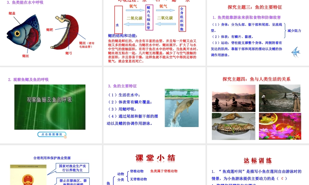 【世纪金榜】八年级生物上册 情境互动课型 5.1.4 鱼课件 （新版）新人教版