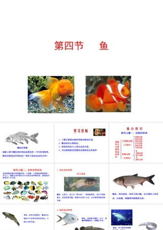 【世纪金榜】八年级生物上册 情境互动课型 5.1.4 鱼课件 （新版）新人教版