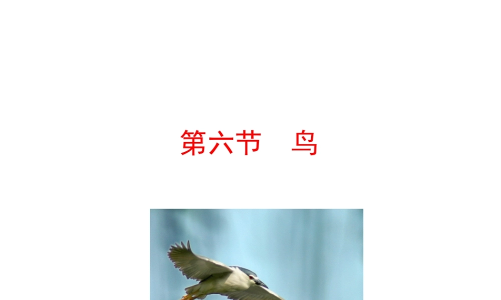 【世纪金榜】八年级生物上册 情境互动课型 5.1.6 鸟课件 （新版）新人教版