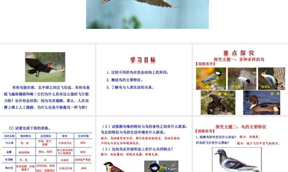【世纪金榜】八年级生物上册 情境互动课型 5.1.6 鸟课件 （新版）新人教版