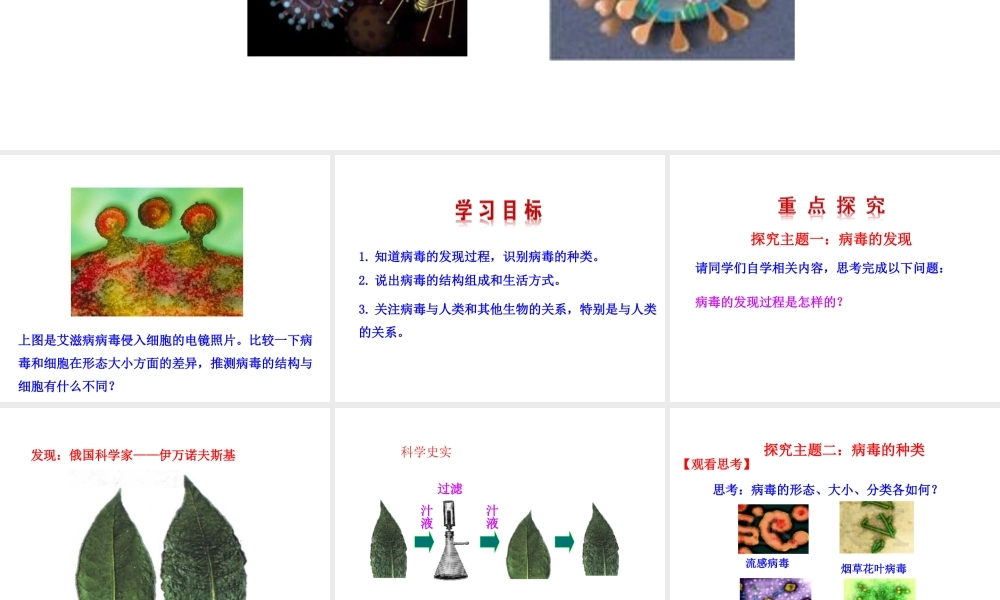 【世纪金榜】八年级生物上册 情境互动课型 5.5 病毒课件 （新版）新人教版