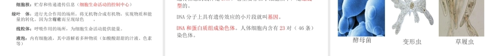 PK中考（江西专用）中考生物 第二章 第一节 细胞是生命活动的基本单位课件-人教版初中九年级全册生物课件