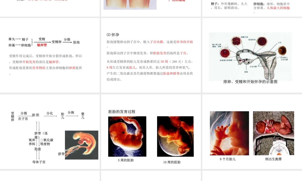 PK中考（江西专用）中考生物 第七章 第一节 人的生殖和发育课件-人教版初中九年级全册生物课件