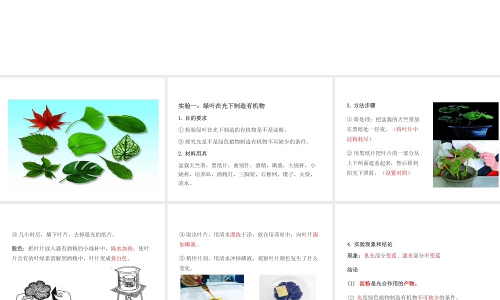 PK中考（江西专用）中考生物 第四章 第三节 绿色植物的光合作用和呼吸作用课件-人教版初中九年级全册生物课件