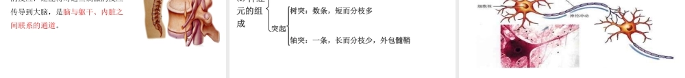 PK中考（江西专用）中考生物 第五章 第四节 人体通过神经系统和内分泌系统调节生命活动课件-人教版初中九年级全册生物课件