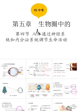 PK中考（江西专用）中考生物 第五章 第四节 人体通过神经系统和内分泌系统调节生命活动课件-人教版初中九年级全册生物课件