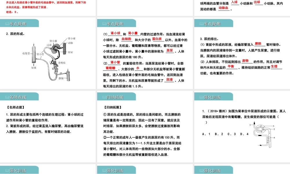 PK中考（江西专用）中考生物 五（三）人体代谢废物的排出习题课件-人教版初中九年级全册生物课件