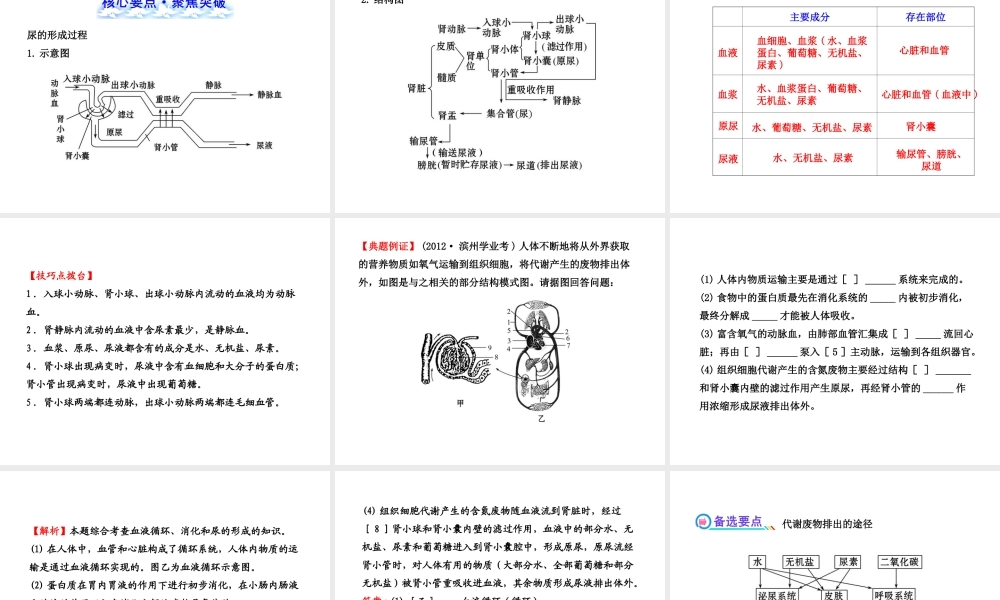 【全程复习方略】2013版中考生物 第11章 人体代谢废物的排出配套课件 北师大版