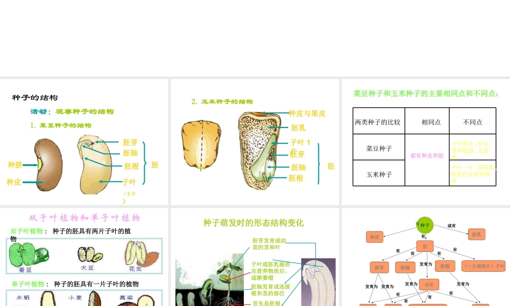 2018年七年级生物上册 6.1 种子萌发形成幼苗课件 （新版）北师大版
