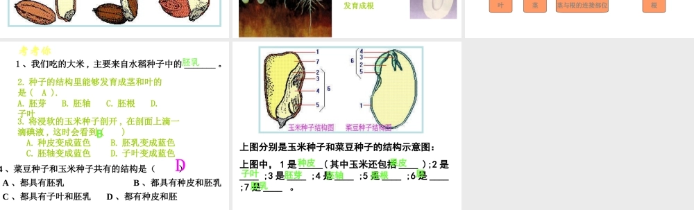 2018年七年级生物上册 6.1 种子萌发形成幼苗课件 （新版）北师大版