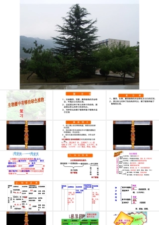 2018年七年级生物上册 第三单元 第一章 生物圈中有哪些绿色植物复习课件 （新版）新人教版