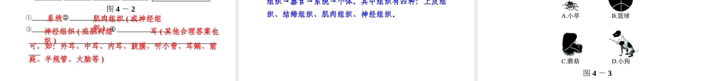 【全效学习 中考学练测】2014中考科学总复习 第4课时 生物体的结构层次（考点管理+归类探究+易错警示+限时集训）课件 新人教版