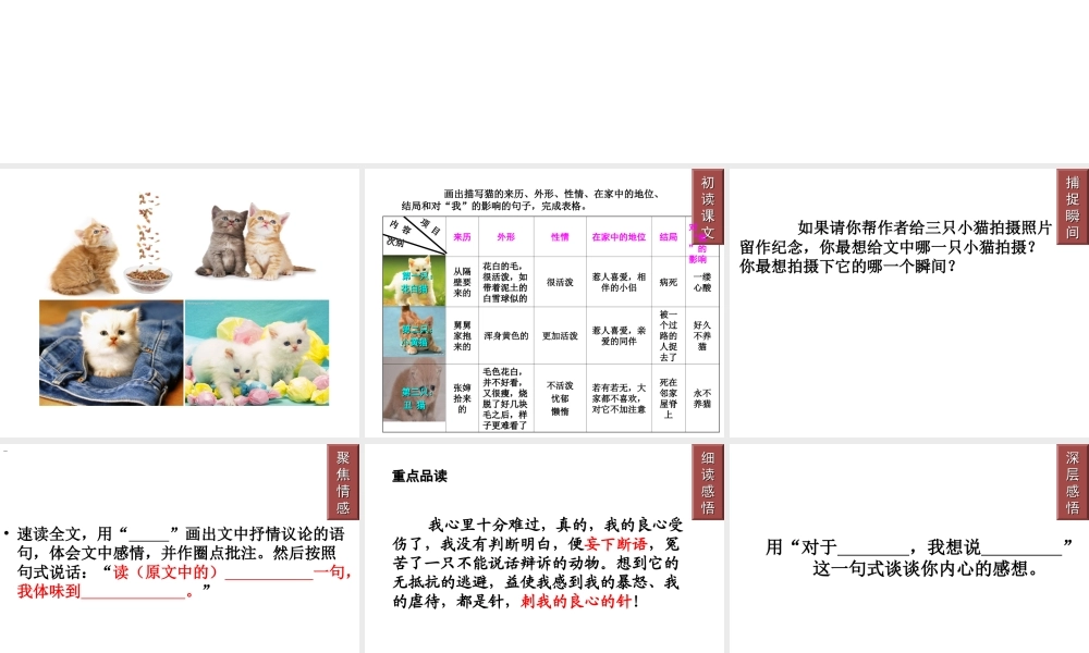 2018年七年级语文上册 第五单元 16 猫课件1 新人教版