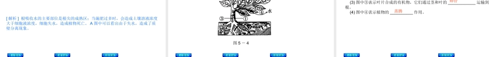 【中考复习方案】（淮安）2015中考生物总复习 第5课时 绿色植物的呼吸作用和根的吸收作用课件