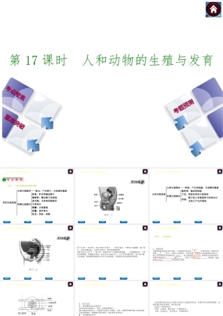 【中考复习方案】（淮安）2015中考生物总复习 第17课时 人和动物的生殖与发育课件