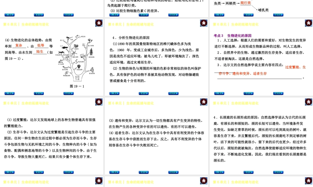 【中考复习方案】（淮安）2015中考生物总复习 第19课时 生命的起源与生物进化课件