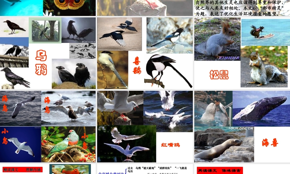 《都市精灵》演示文稿1