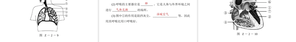 《金牌学案 风向标》广东省中考生物总复习 第二部分 专题二 识图题增分技巧课件 人教新课标版