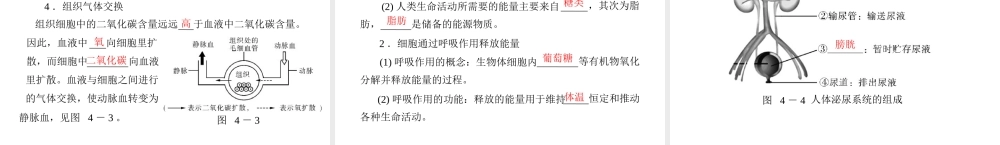 《金牌学案 风向标》广东省中考生物总复习 第一部分 第四章 生物圈中的人课件 人教新课标版