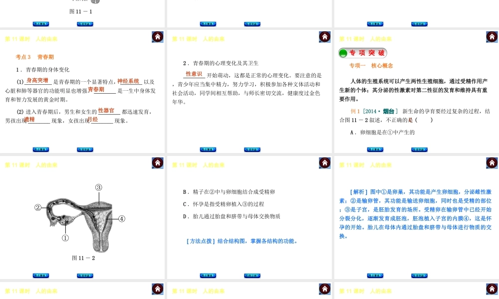 【中考复习方案】2015中考生物总复习 第11课时 人的由来课件（考点聚焦+归类探究+回归教材）