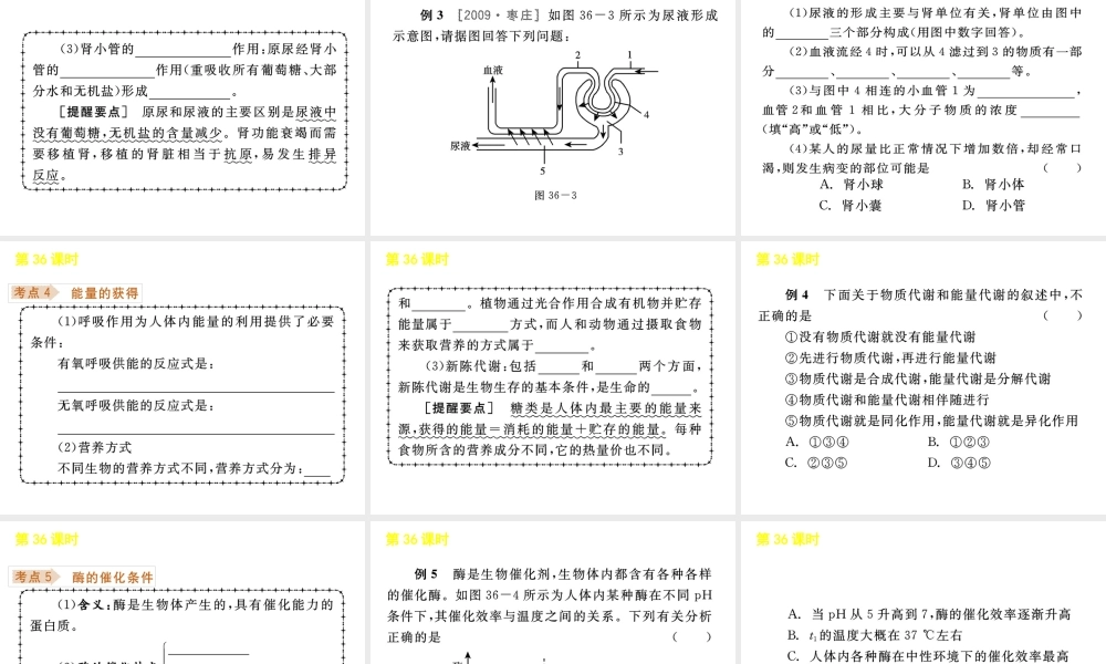 《中考复习方案》九年级科学 第36课时代谢与平衡课件 浙教版