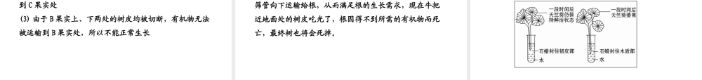 【金榜学案】2011版八年级科学下册  3.4.2《植物体中物质的运输》课件 浙教版