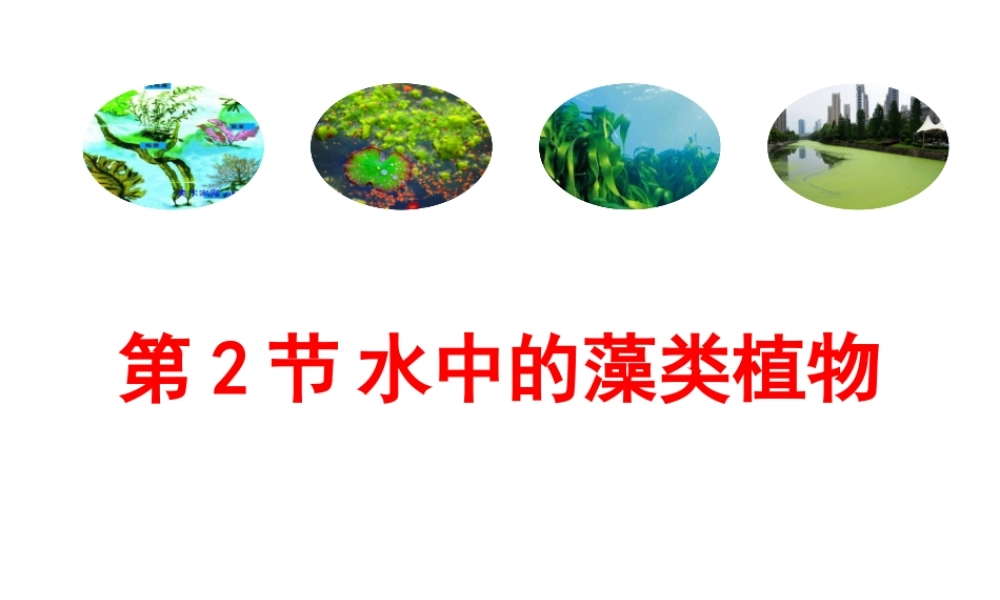 【名师课堂】江苏省2014年七年级生物下册 10.2 水中的藻类植物课件 （新版）苏科版