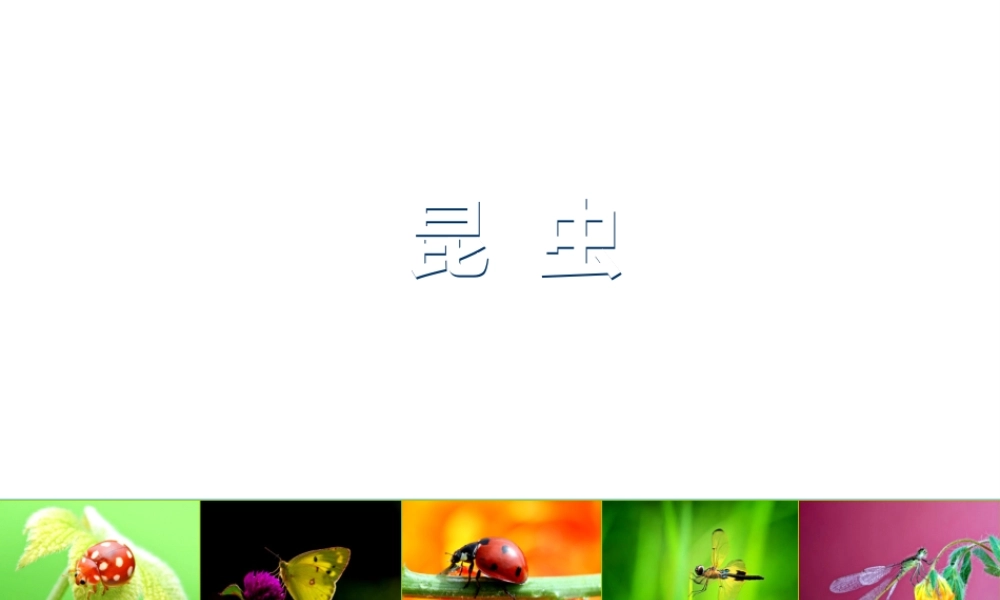 【名师课堂】江苏省2014年七年级生物下册 12.2 昆虫课件 （新版）苏科版