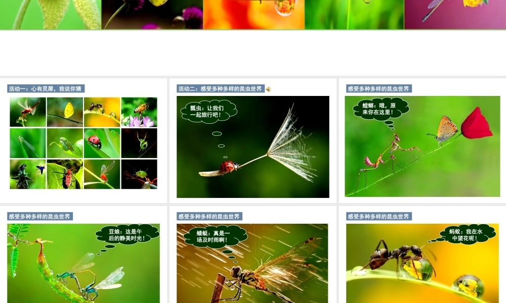 【名师课堂】江苏省2014年七年级生物下册 12.2 昆虫课件 （新版）苏科版