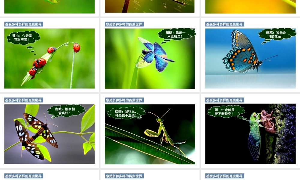 【名师课堂】江苏省2014年七年级生物下册 12.2 昆虫课件 （新版）苏科版
