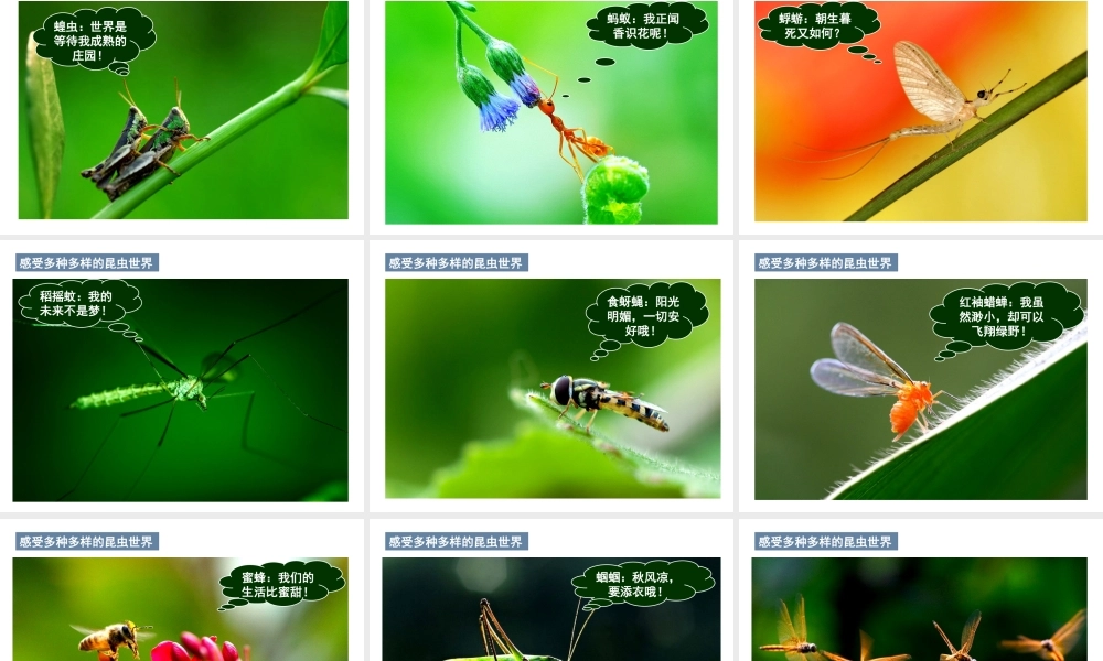 【名师课堂】江苏省2014年七年级生物下册 12.2 昆虫课件 （新版）苏科版