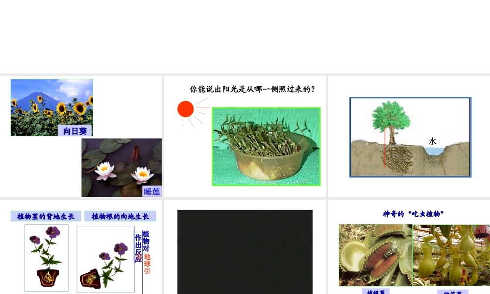 【名校课时通】2013-2014学年八年级科学上册 第三章 生命活动的调节 第1节 植物生命活动的调节课件 浙教版