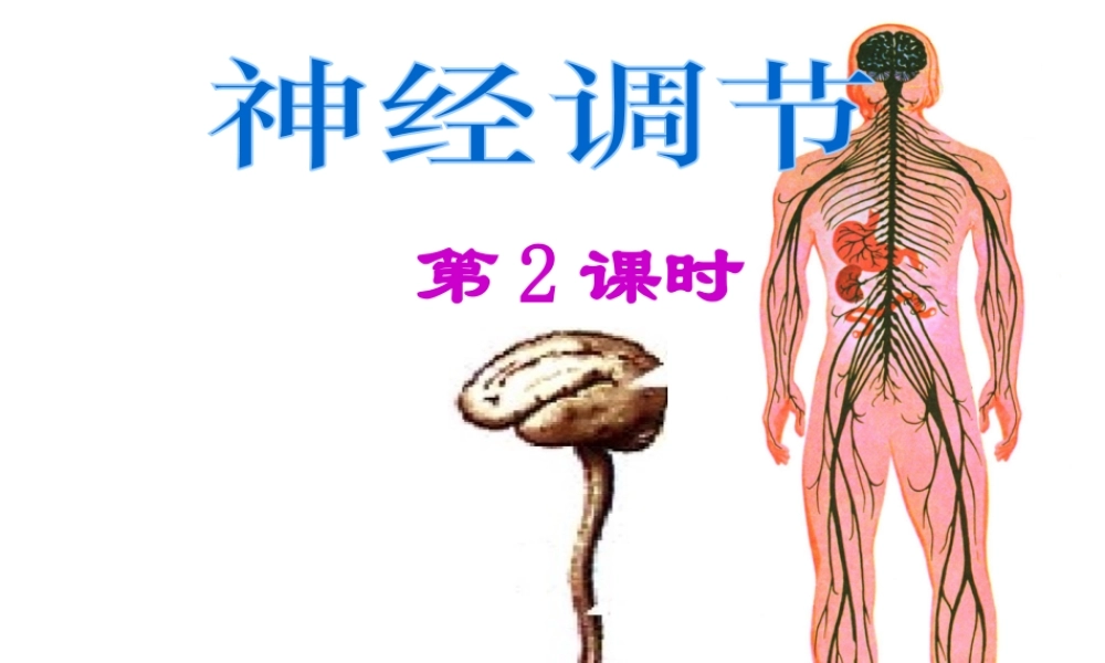 【名校课时通】2013-2014学年八年级科学上册 第三章 生命活动的调节 第3节 神经调节（第2课时）课件 浙教版