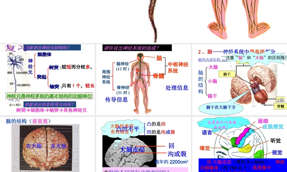 【名校课时通】2013-2014学年八年级科学上册 第三章 生命活动的调节 第3节 神经调节（第2课时）课件 浙教版