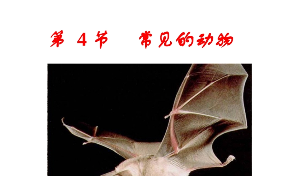 【新教材】七年级科学上册 常见的动物课件 浙教版