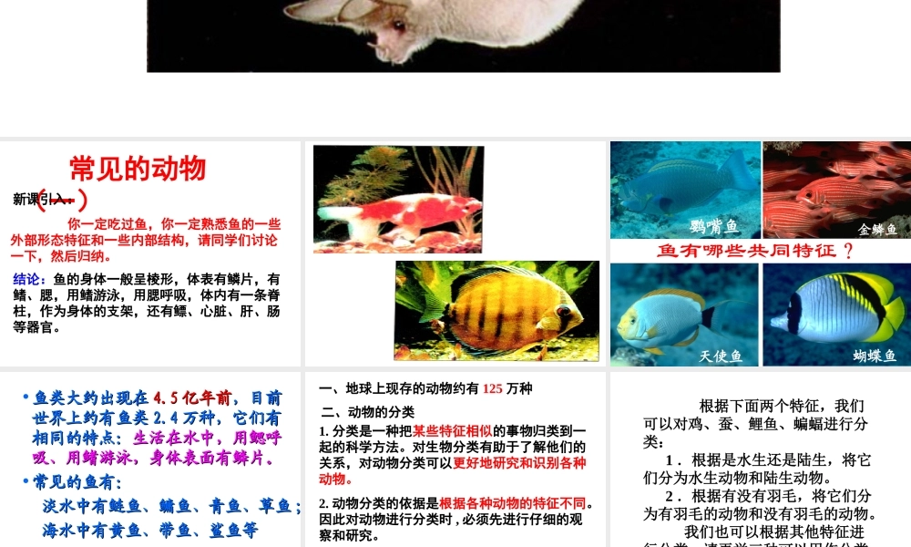 【新教材】七年级科学上册 常见的动物课件 浙教版