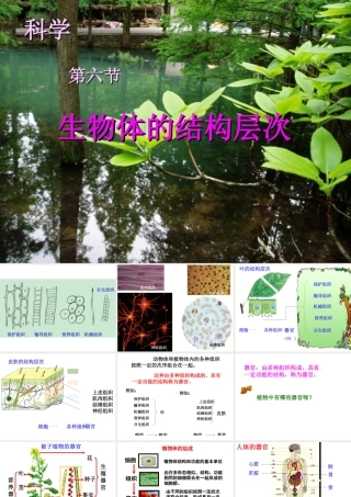 【新教材】七年级科学上册 第二章第二节器官和系统课件 浙教版