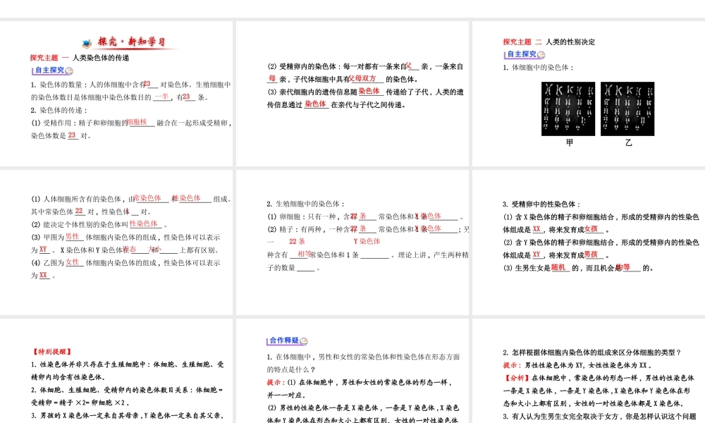 【金榜学案】2014八年级生物上册 第四单元 第四章 第三节 人类染色体与性别决定课件 济南版