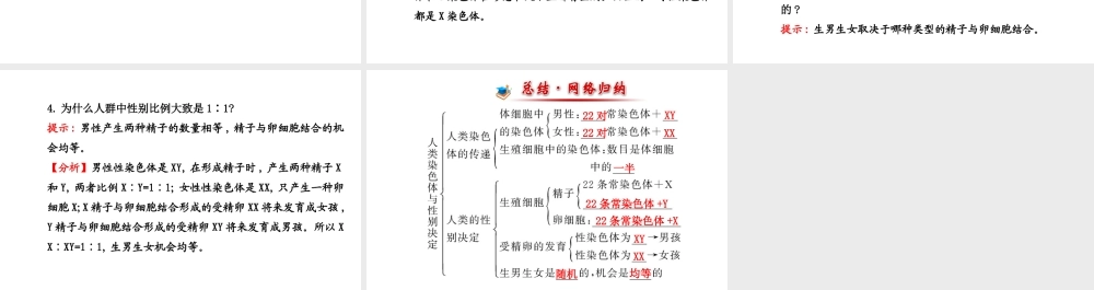 【金榜学案】2014八年级生物上册 第四单元 第四章 第三节 人类染色体与性别决定课件 济南版