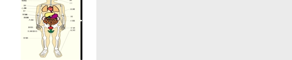 【名校课时通】2013-2014学年七年级科学上册 第2章 观察生物 第3节 生物体的结构层次（2）课件 浙教版