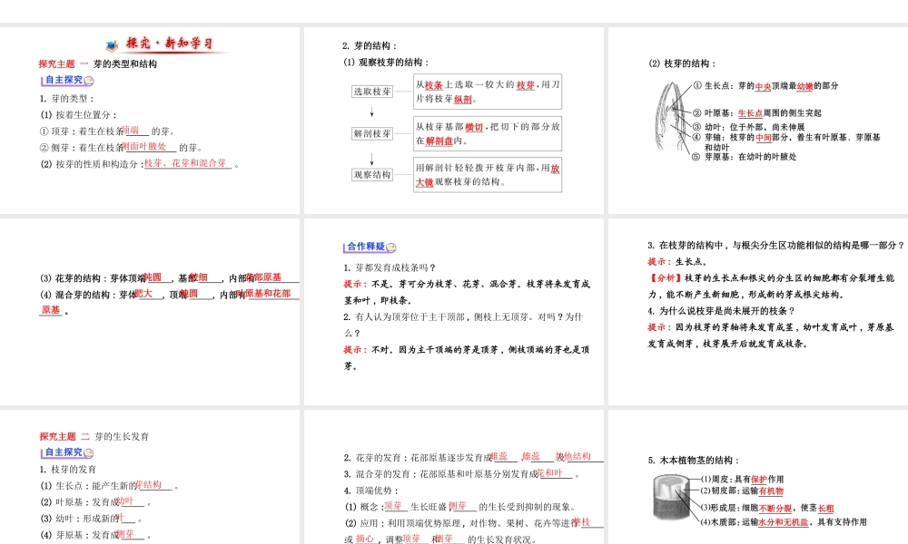 【金榜学案】2014八年级生物上册 第四单元 第一章 第六节 芽的类型和发育课件 济南版