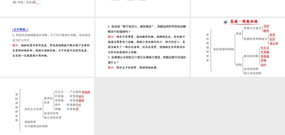 【金榜学案】2014八年级生物上册 第四单元 第一章 第六节 芽的类型和发育课件 济南版