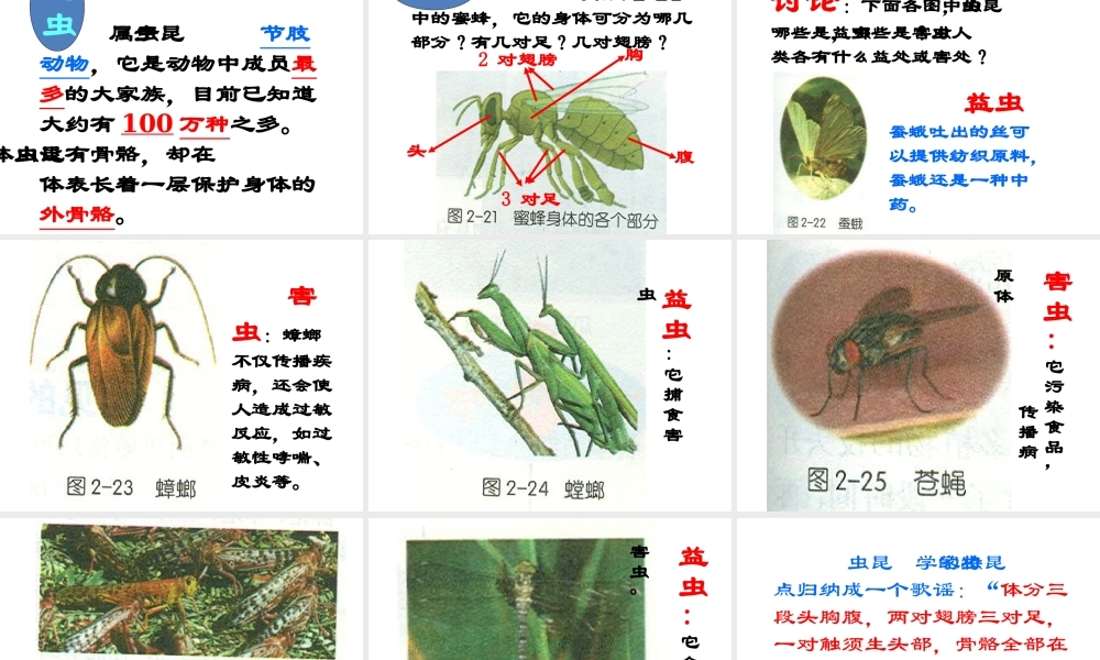 【名校课时通】2013-2014学年七年级科学上册 第2章 观察生物 第4节 常见的动物（2）课件 浙教版