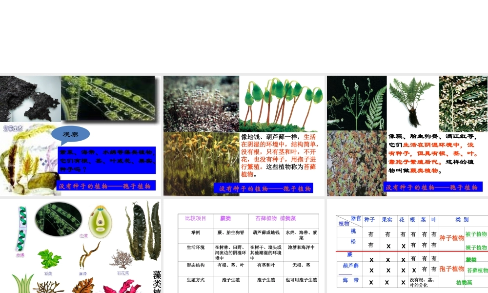 【名校课时通】2013-2014学年七年级科学上册 第2章 观察生物 第5节 常见的植物 没种子的植物（2）课件 浙教版